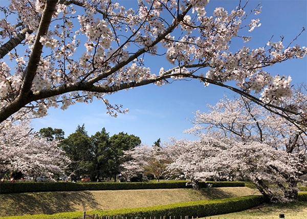 佐倉城址公園駐車場(自由広場)